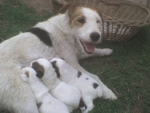 poli alimentando a su cria...el de las 3 manchas es macho y las otras dos hembritas